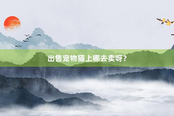 出售宠物猫上哪去卖呀？