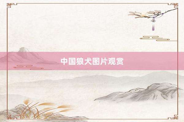 中国狼犬图片观赏